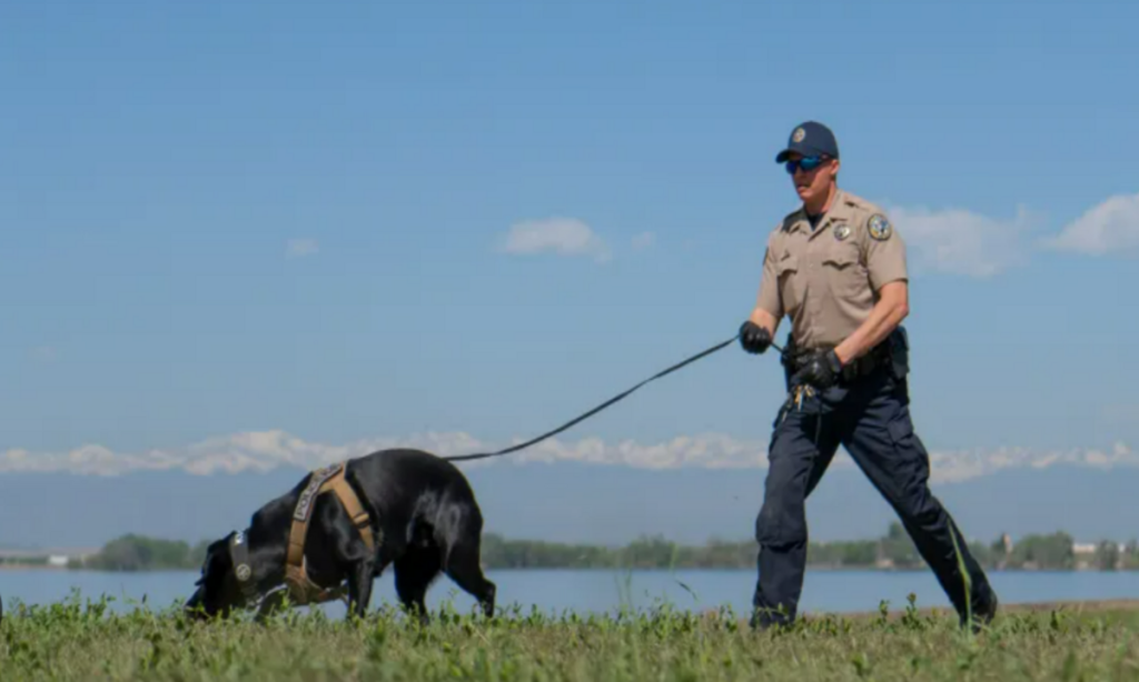 Colorado Wildlife Team Uses Trained Dogs