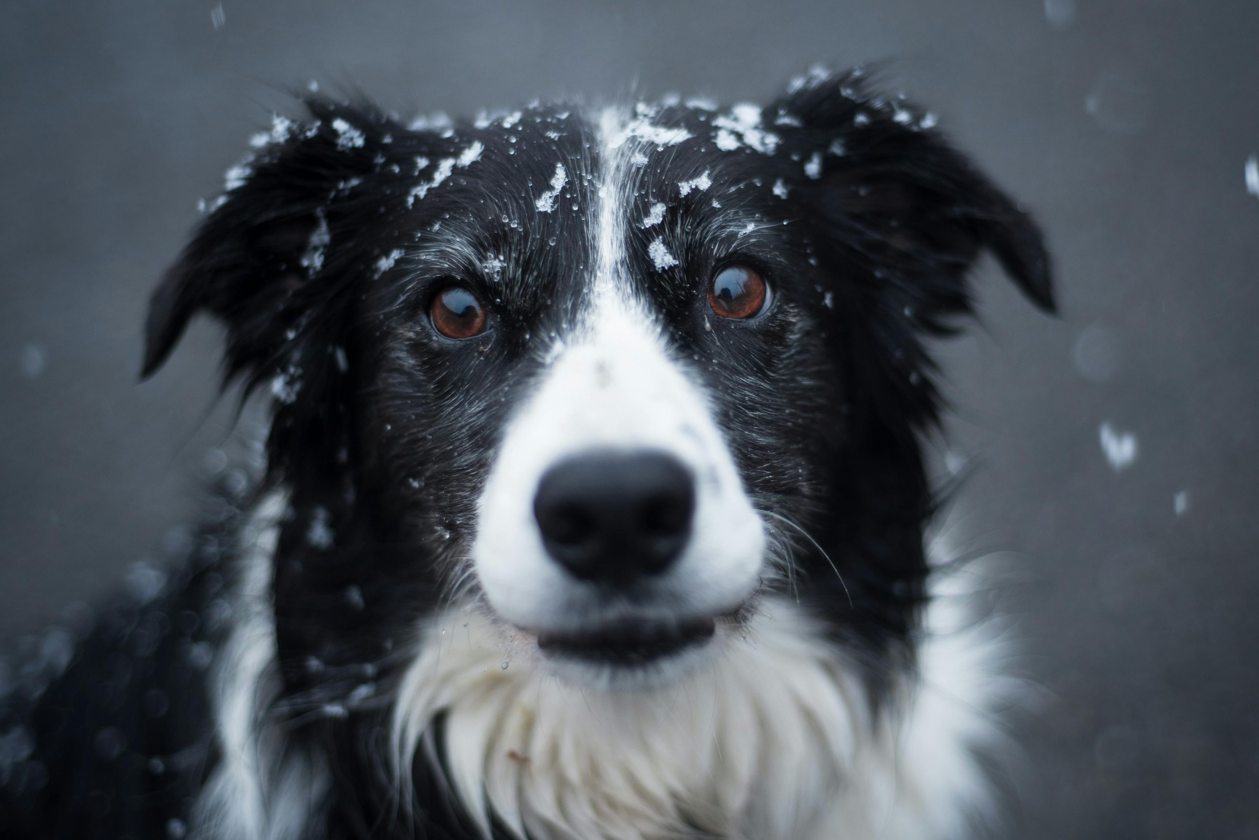 Dogs Enjoy Lingering Snow in North Carolina’s Valle Crucis