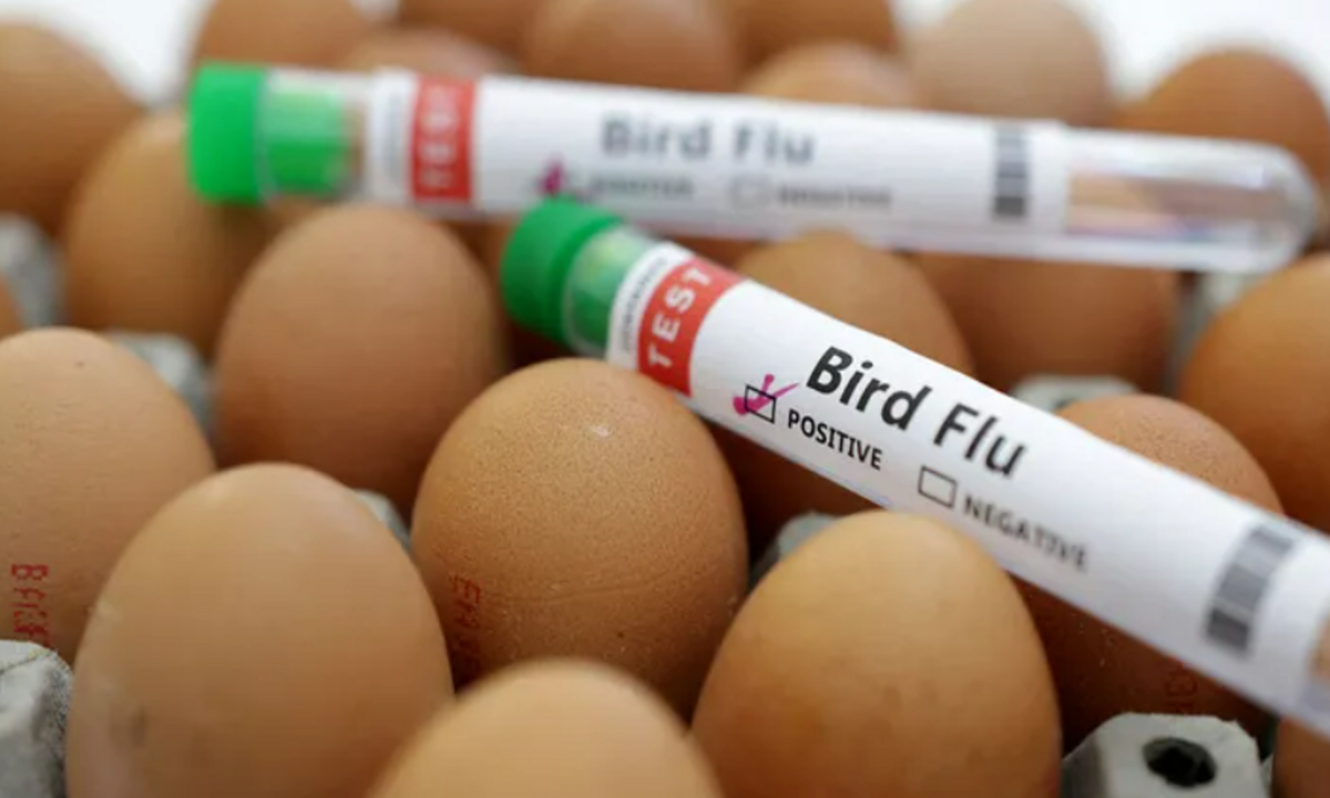 First Commercial Bird Flu Case in Georgia Threatens Poultry Industry