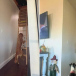 Golden Retriever Climbs Ladder to Be With Owner A Heartwarming Story of Loyalty