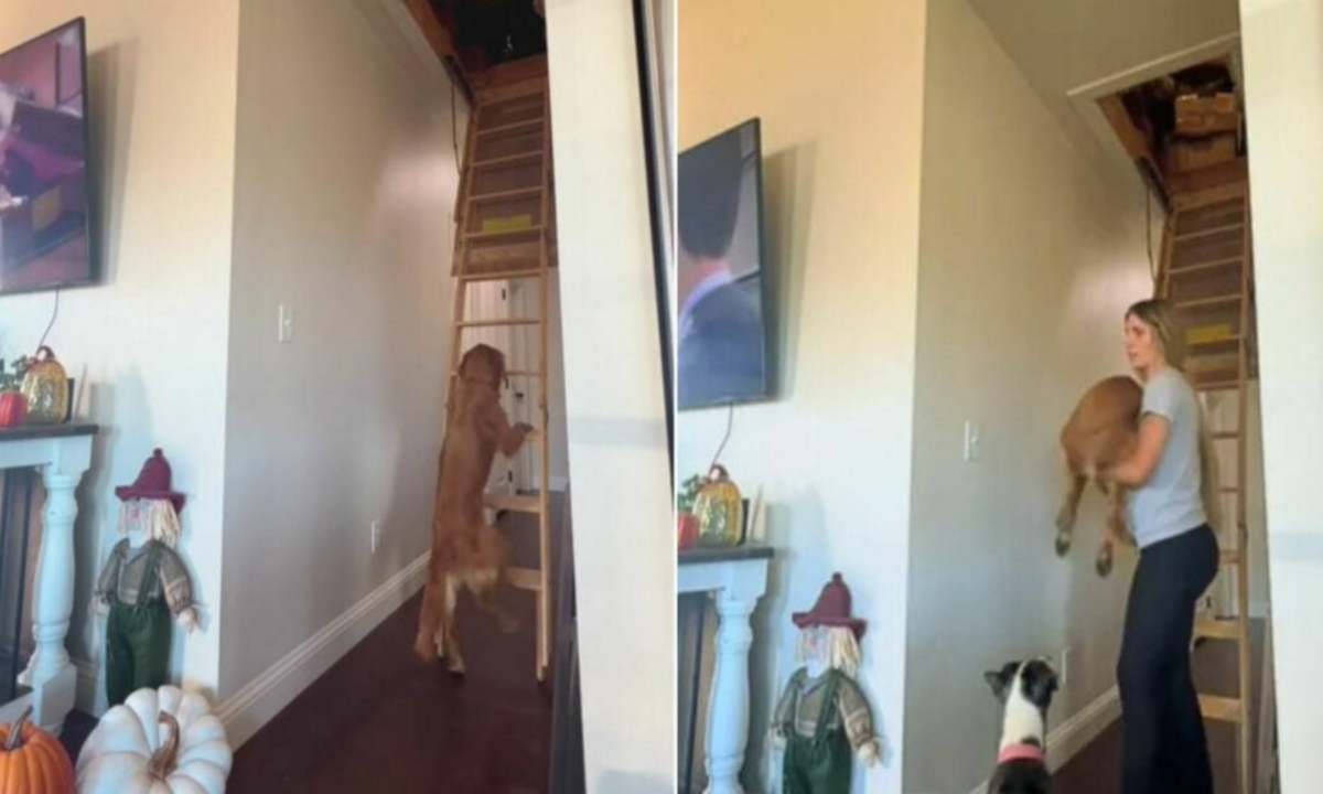 Golden Retriever Climbs Ladder to Be With Owner: A Heartwarming Story of Loyalty