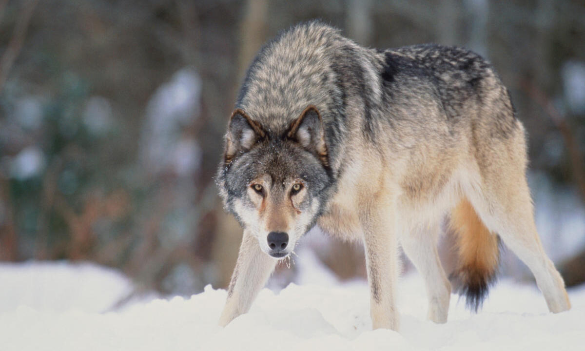 Gray Wolves in Colorado: Balancing Conservation with Ranchers’ Concerns