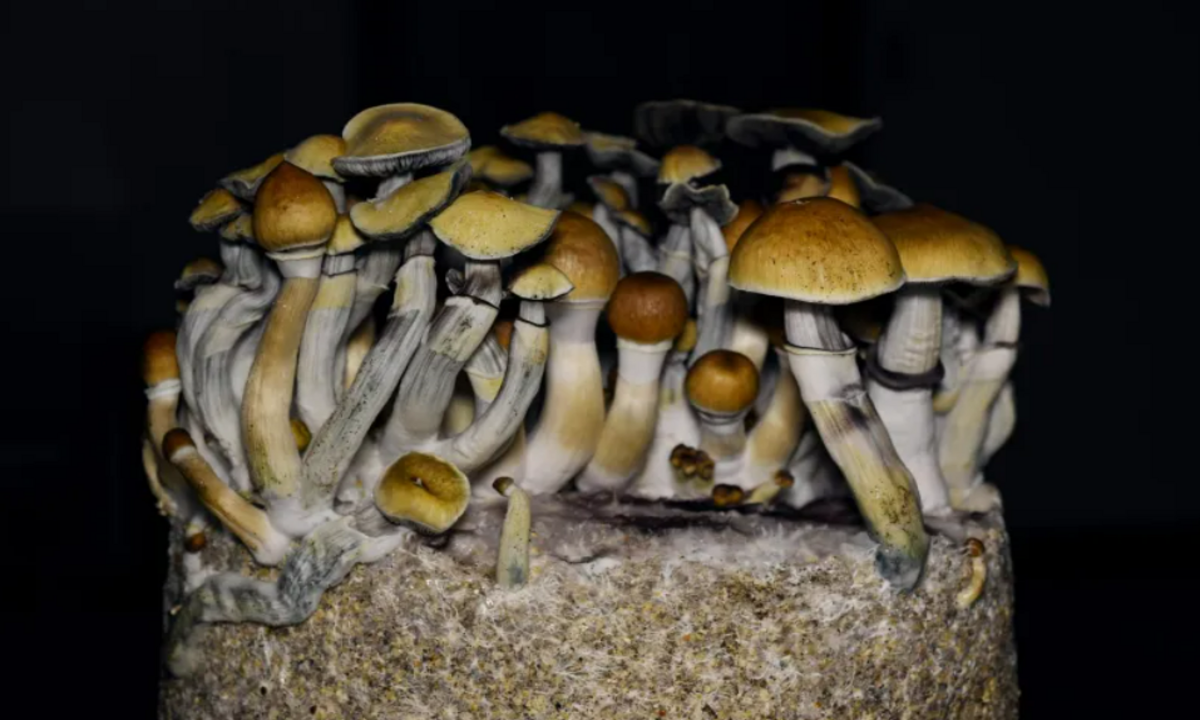 Healing Centers, Mushroom Cultivation: Colorado’s Psilocybin Industry Begins