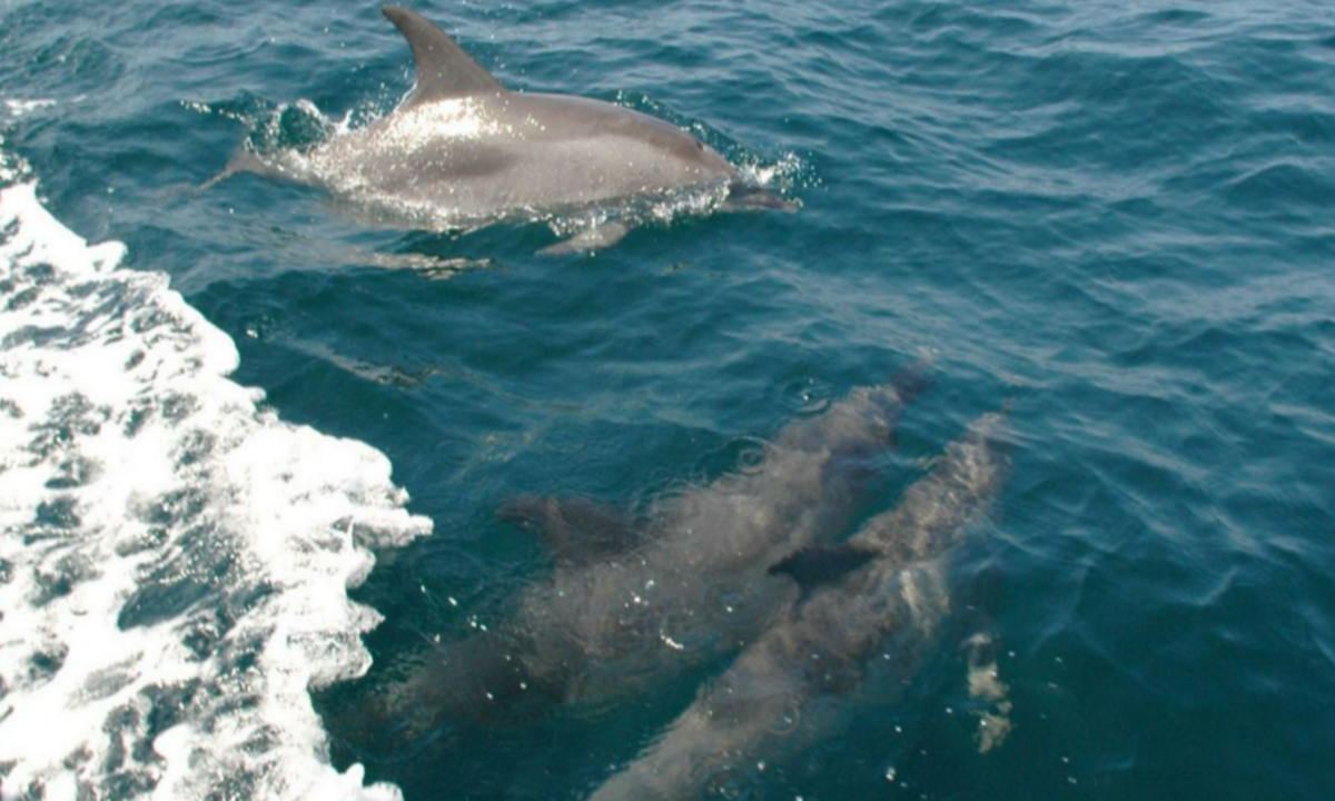 How Drugs Are Contaminating Texas Dolphins and What It Means for Our Oceans