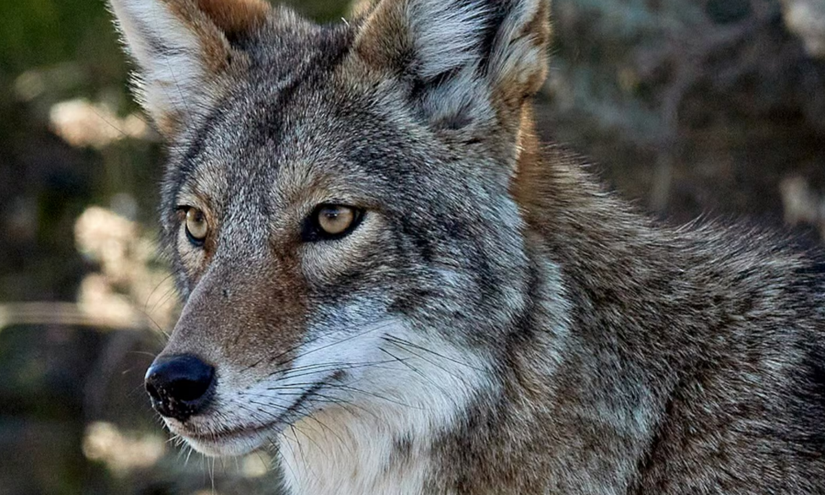 Kentuckians Warned of Increased Coyote Activity as Mating Season Begins