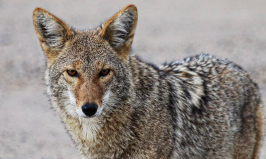 Kentuckians Warned of Increased Coyote Activity as Mating Season Begins