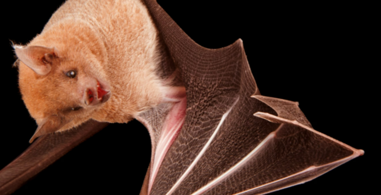 Mexican Long-Nosed Bat Confirmed in Arizona: Community Swabbing Revolutionizes Wildlife Research