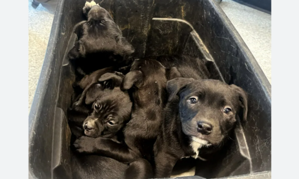 Puppies Rescued