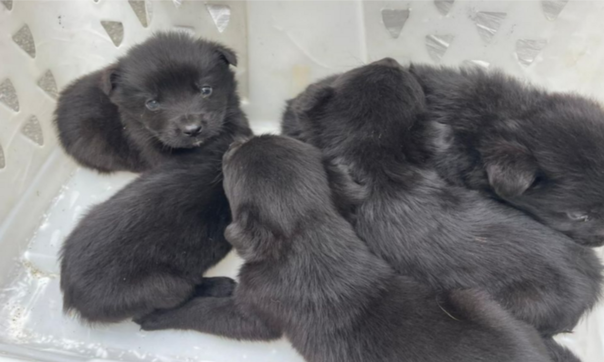 Puppies Rescued from Freezing Cold: A Story of Survival and Hope