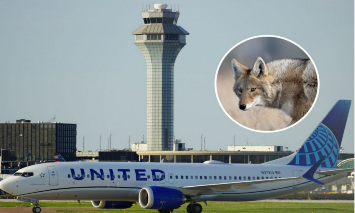 Shocking Incident: Coyote Hit by Plane During Takeoff at Chicago O’Hare