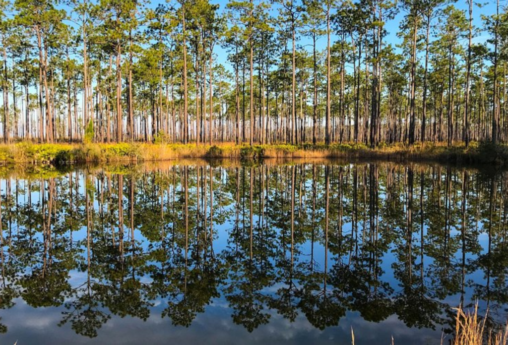 3. The Okefenokee Swamp – Nature’s Hidden Fortress