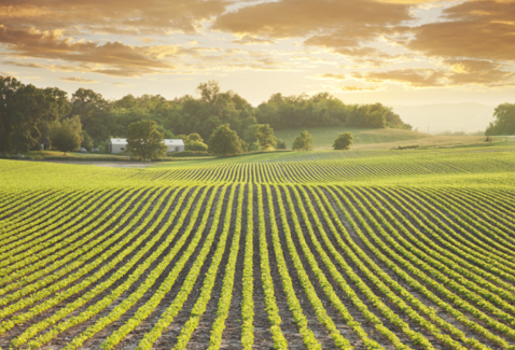 Central Illinois Farmlands